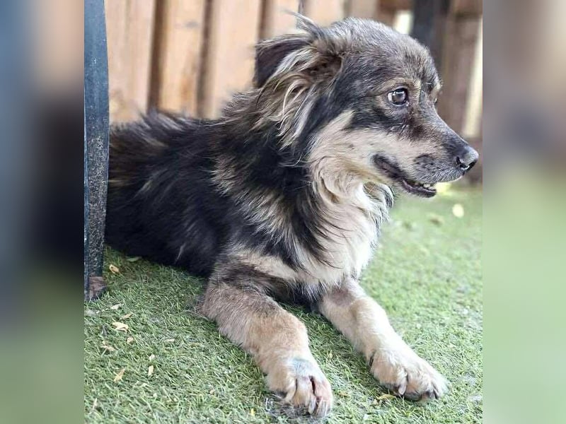 Ilay – junger, menschenbezogener Rüde sucht liebevolles Zuhause