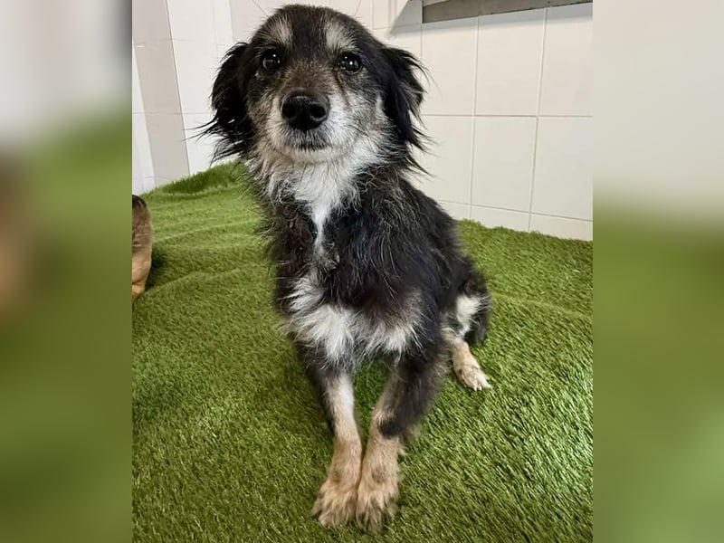 Katzenverträgliches Schmusemäuschen Hope