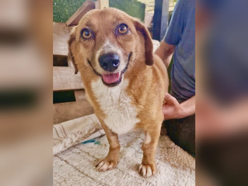 Tapsy, kleines Herz sucht Geborgenheit
