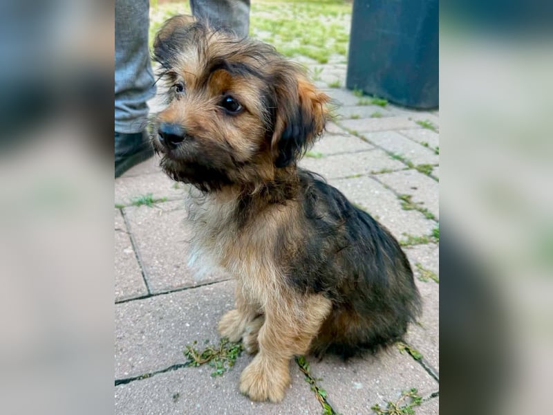 Zuckersüßes Welpenmädchen Elsie - geboren, um zu leben.