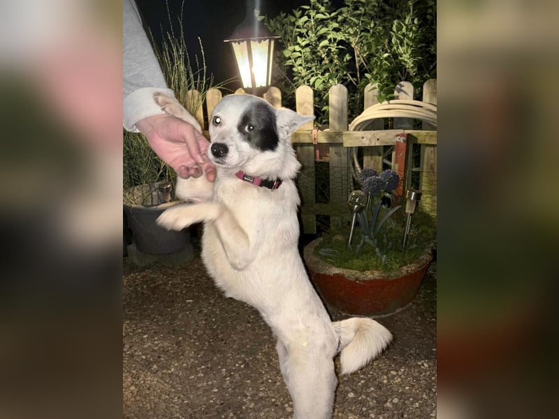 Unsere zarte Seele IDA möchte auch endlich ihre Menschen finden