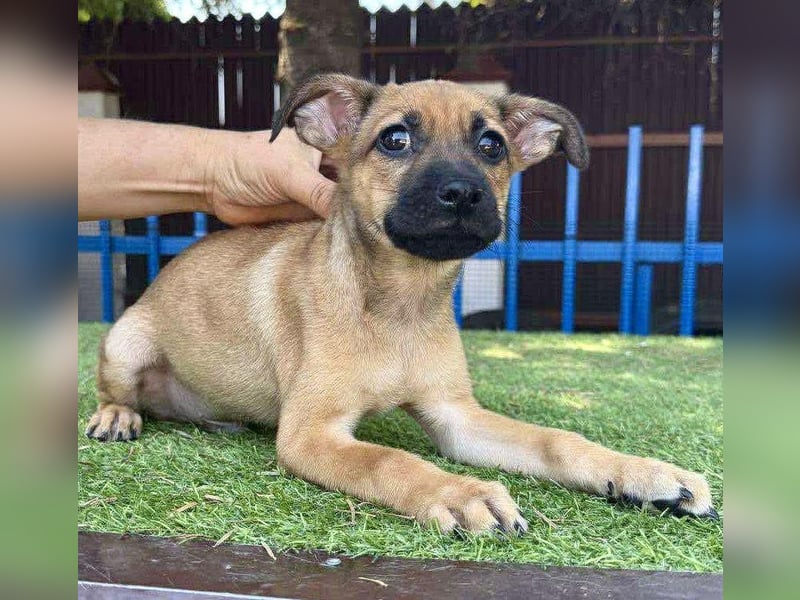 Balu - kleinbleibender Welpenbub