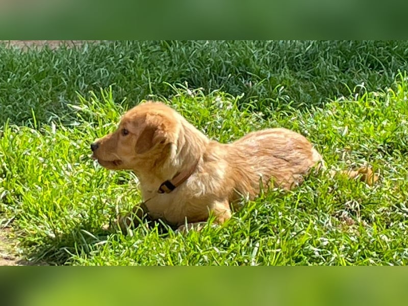 Zuckerschnute Enya sucht ihr Für-immer-Zuhause