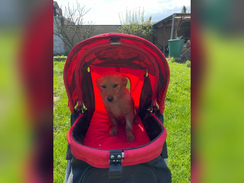 Zuckerschnute Enya sucht ihr Für-immer-Zuhause