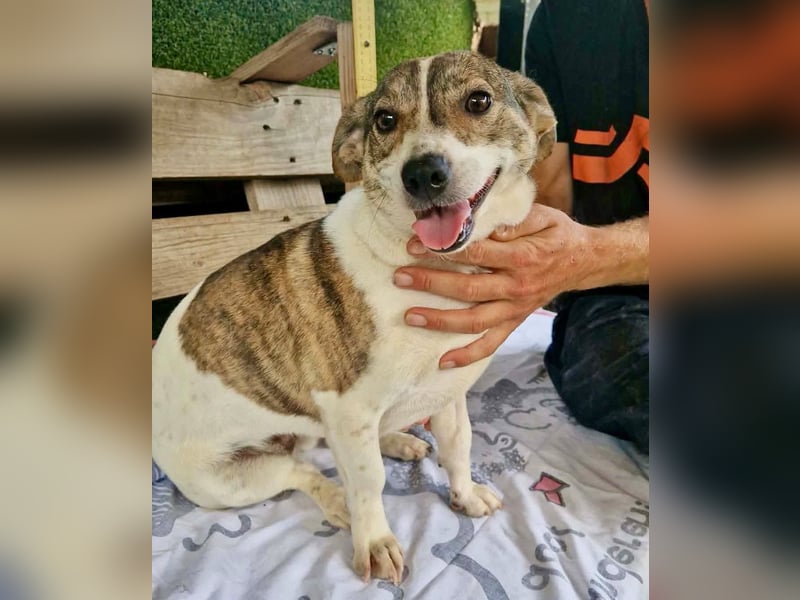 Lara, kleine Maus sucht wieder Liebe