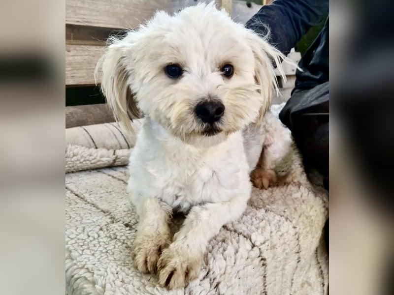 Snoopy – kleiner Gute-Laune-Hund sucht sein Glück