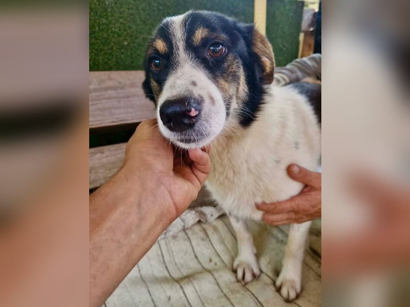 Duddly , fröhlicher Sonnenschein sucht seine Familie