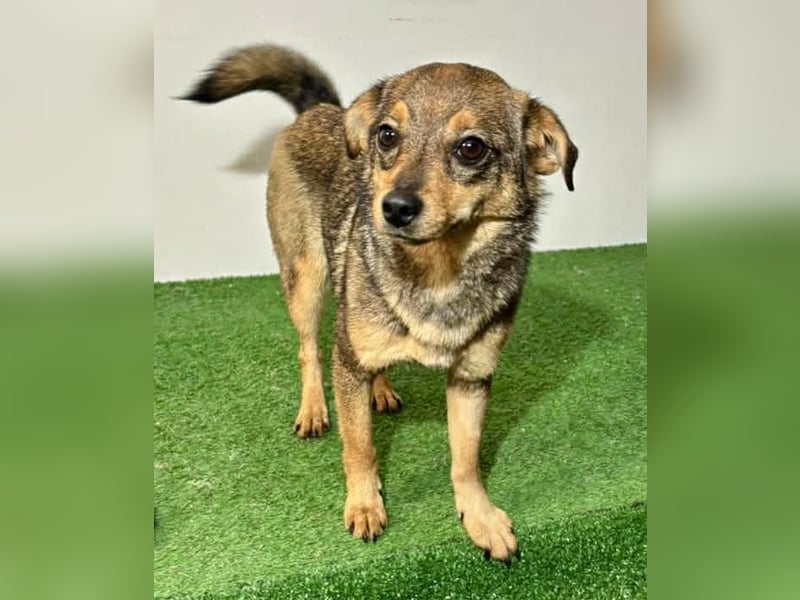 Zartes Hundemädchen Netty