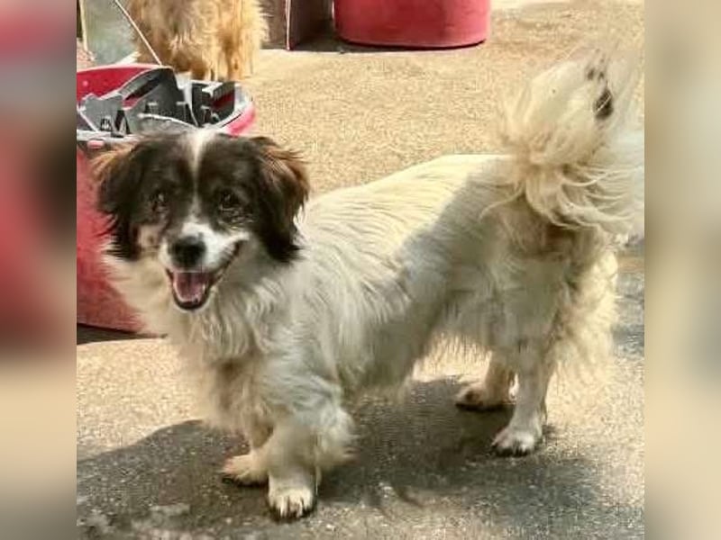 Rocky, kleines Männlein sucht seine Familie