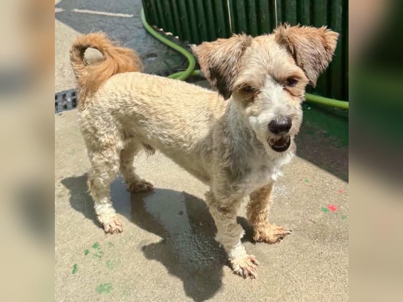 Carino – kleiner Herzenshund sucht seine Menschen