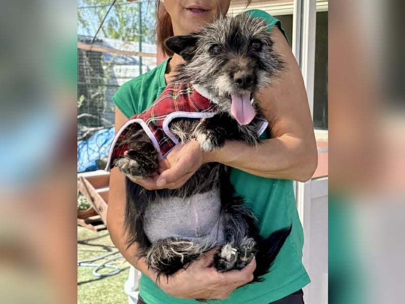 Katzenverträgliches Minimäuschen Finja