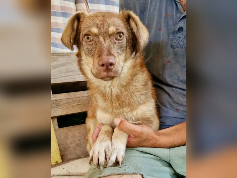 Sanfte Bambi sucht Menschen, die ihre Seele heilen