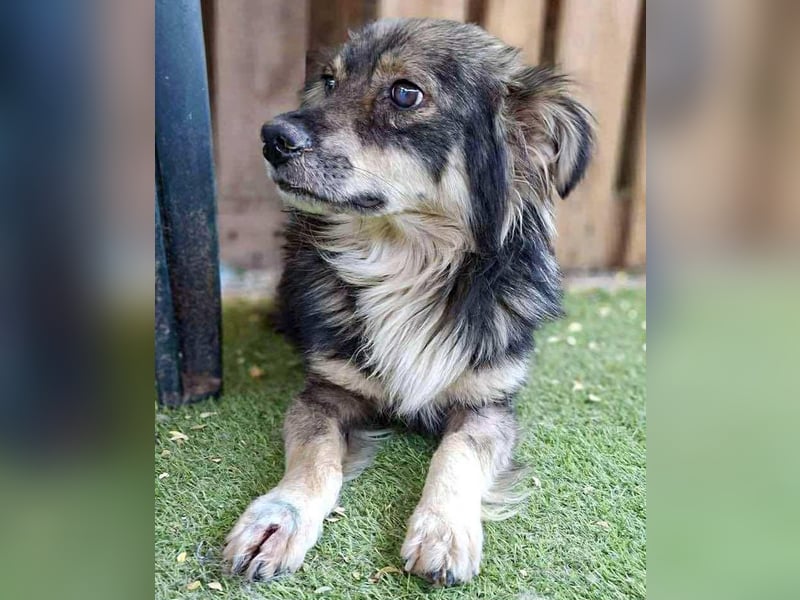 Ilay – junger, menschenbezogener Rüde sucht liebevolles Zuhause