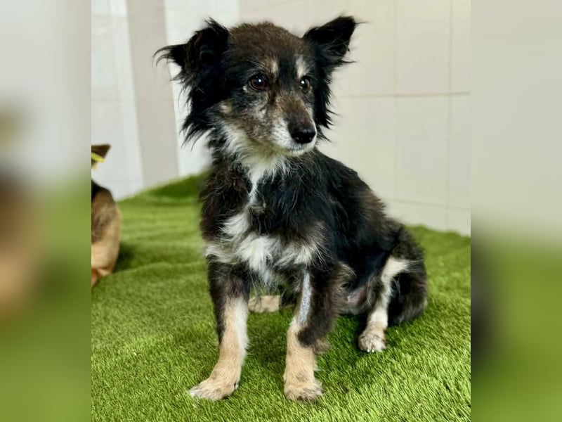 Katzenverträgliches Schmusemäuschen Hope