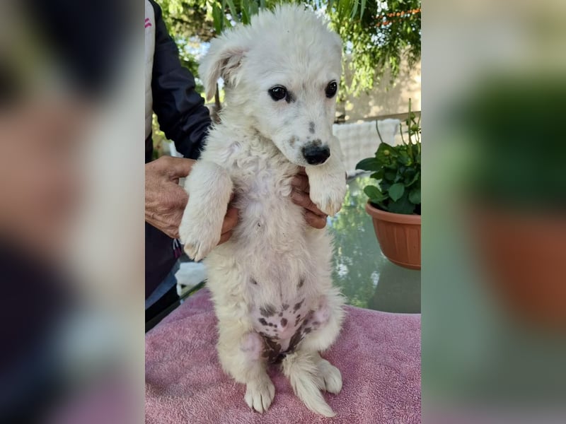 Pearl – kleines Wunder sucht ihre Familie