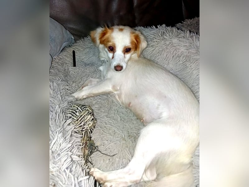 Katzenverträgliche, verschmuste kleine Elli sucht ländliches Zuhause