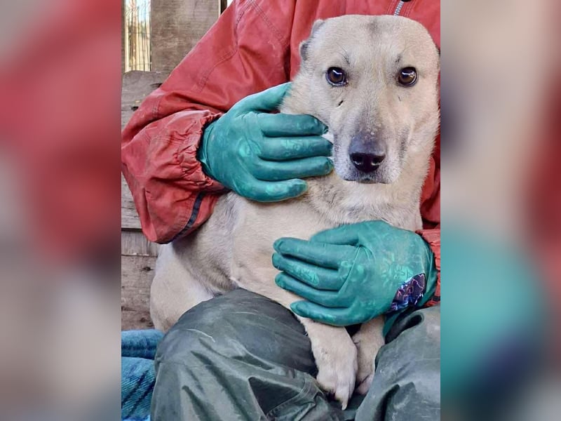 Kleiner ängstlicher Hundebub Balou