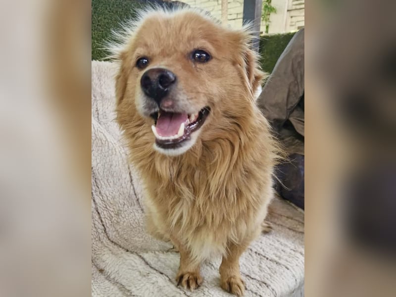 Socke – fröhlicher kleiner Grinsebär sucht sein Glück