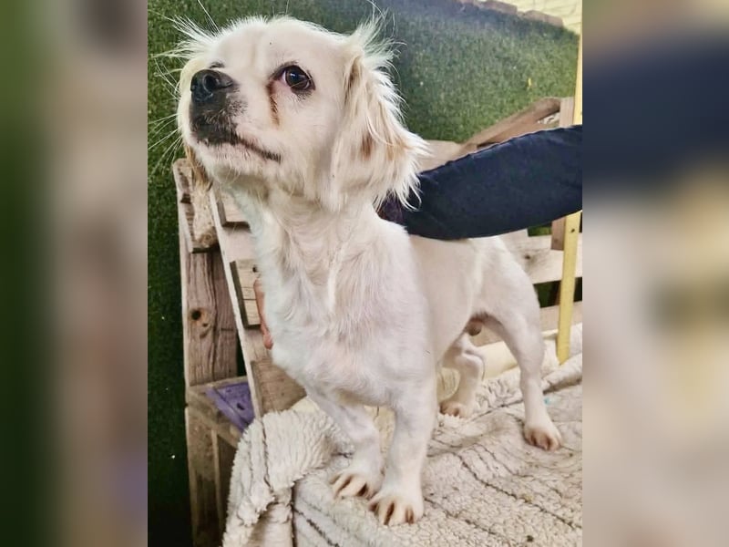 Ulli– kleiner Herzensbrecher sucht sein Glück