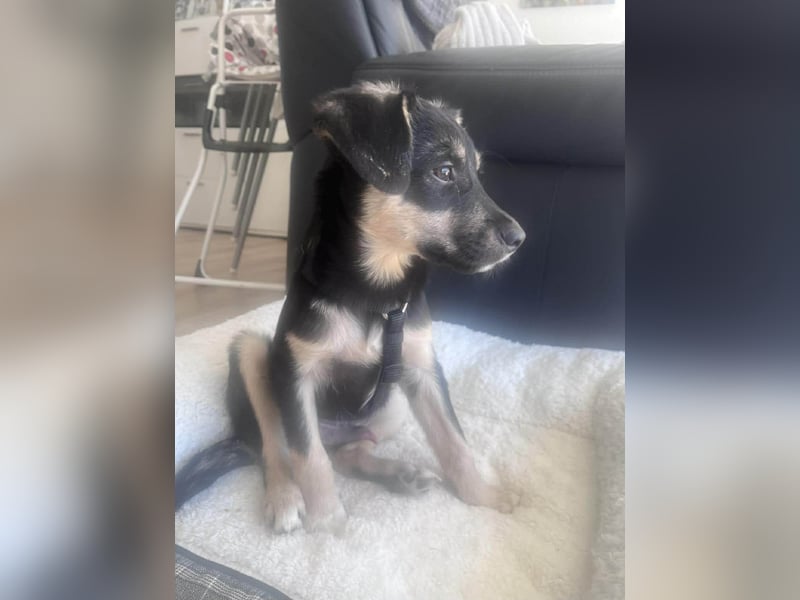 Kurti - Welpe sucht liebevolles Zuhause