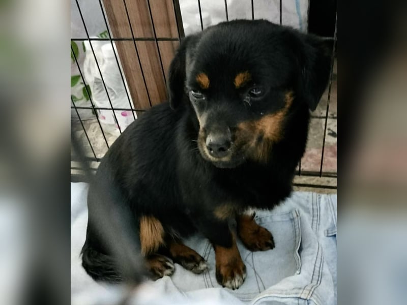 Katzenverträgliches Mini Mäuschen Gretchen