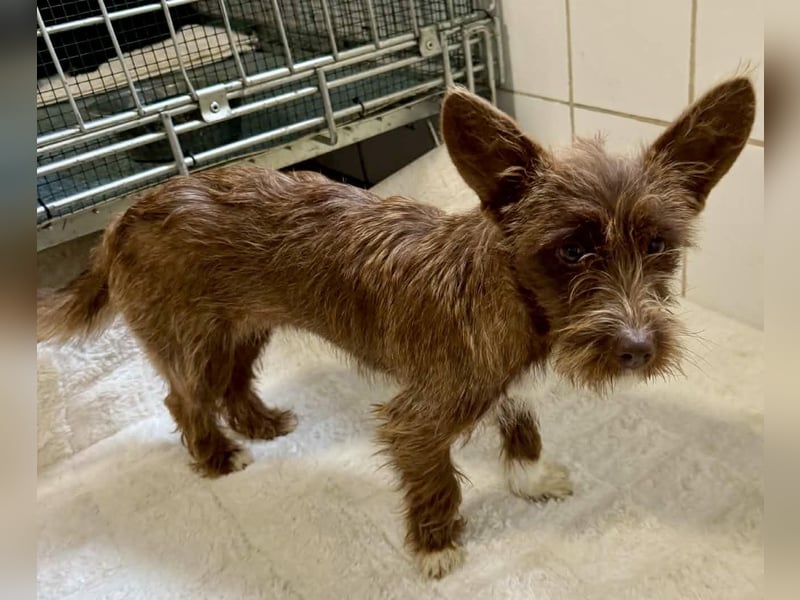 Schokomäuschen PENNY…