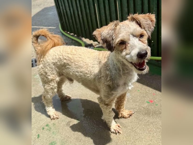 Carino – kleiner Herzenshund sucht seine Menschen