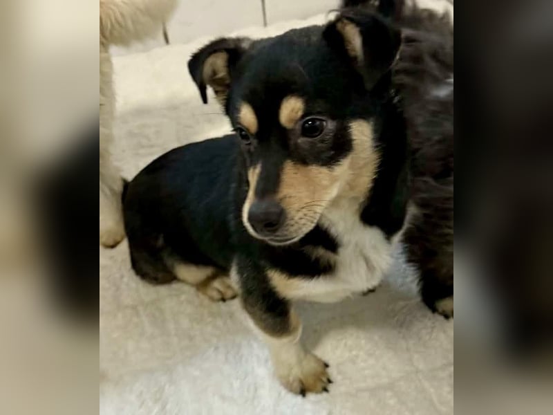 Kleiner Sonnenschein Aris…