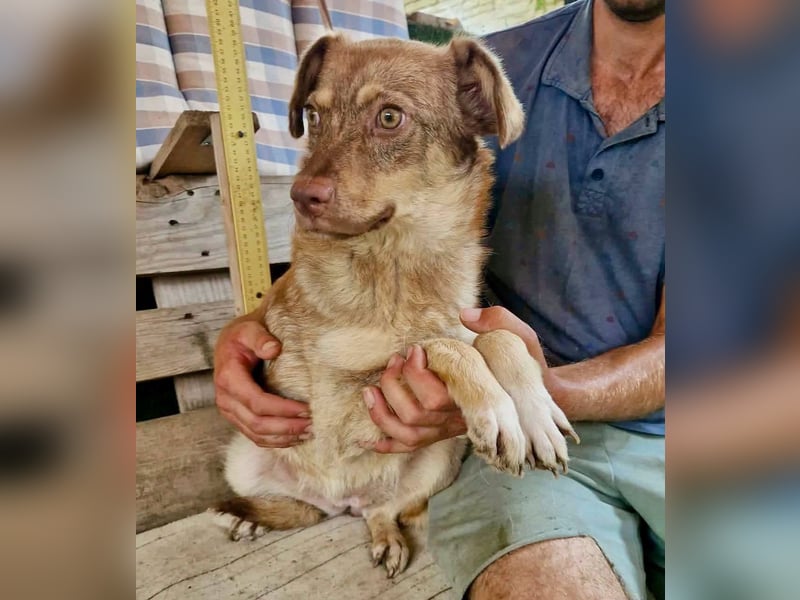 Sanfte Bambi sucht Menschen, die ihre Seele heilen