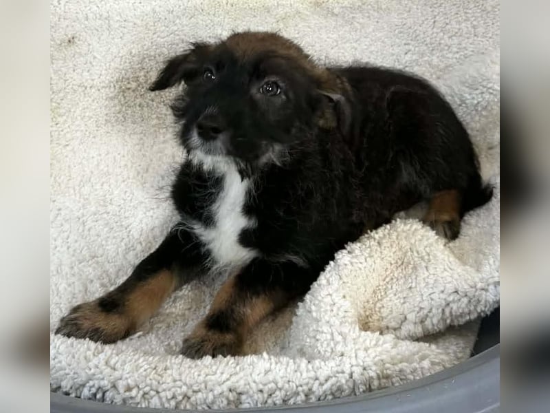 Zuckersüsses kleines Welpenmädchen Ivy