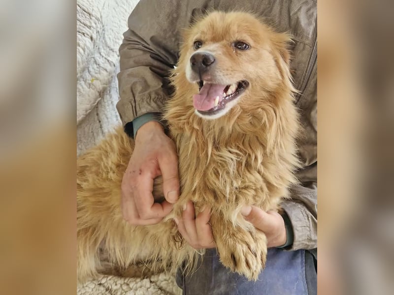 Socke – fröhlicher kleiner Grinsebär sucht sein Glück
