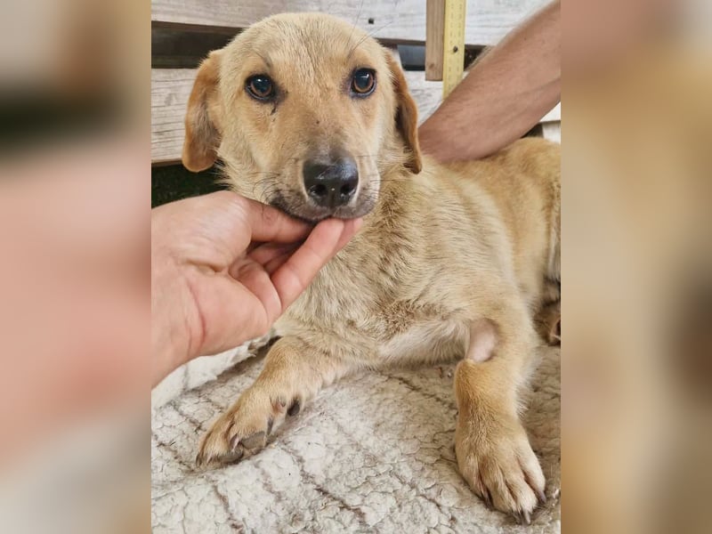 Chaplin – kleiner Hundemann sucht sein großes Glück