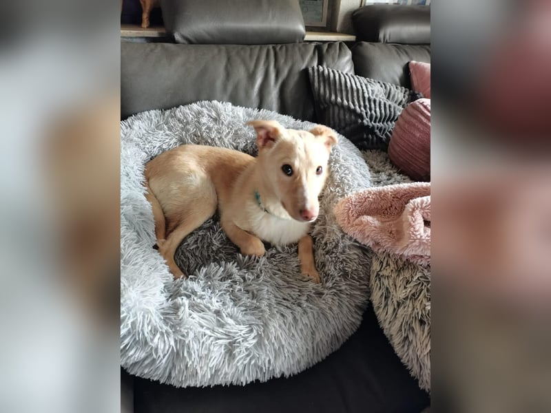 Bildhübsche Lesedi sucht ihr Für-Immer-Zuhause