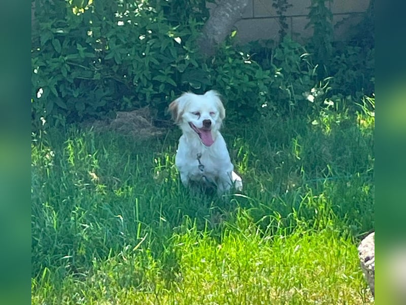 Ulli - entspannter Familienhund zum Verlieben