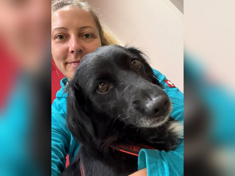 Lino - liebevoller kleiner Begleiter sucht ein ruhiges Zuhause