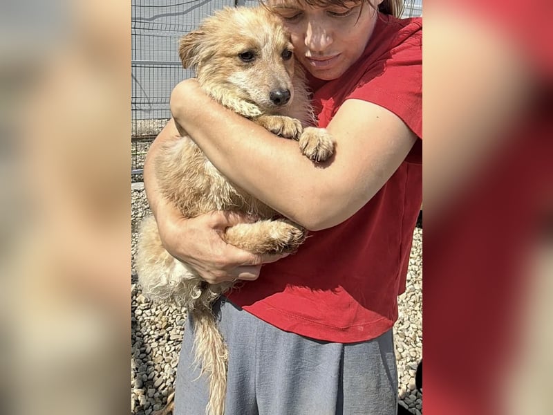 Lani – kleines Hundekind auf der Suche nach Geborgenheit