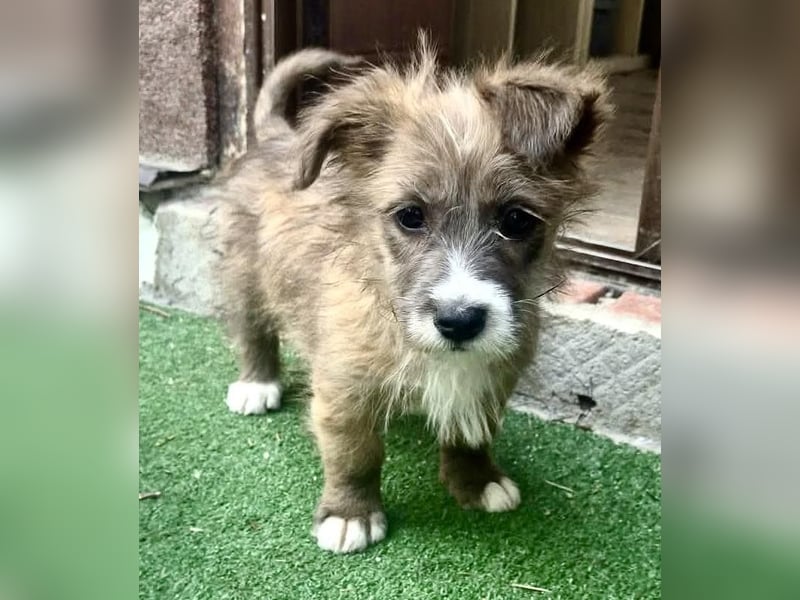 Milly sucht ihr großes Glück