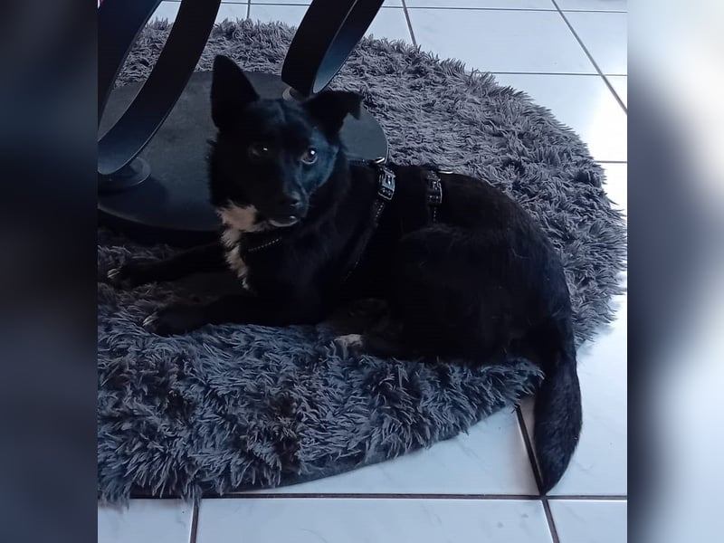 Jungspund JERRY, wo darf er einziehen?