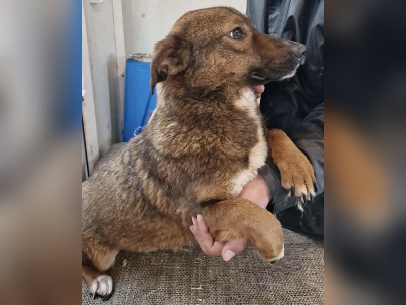 Dankbare, super sanfte Meg