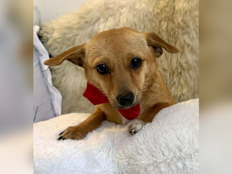 Katzenfreundliches Mini Mäuschen Stella