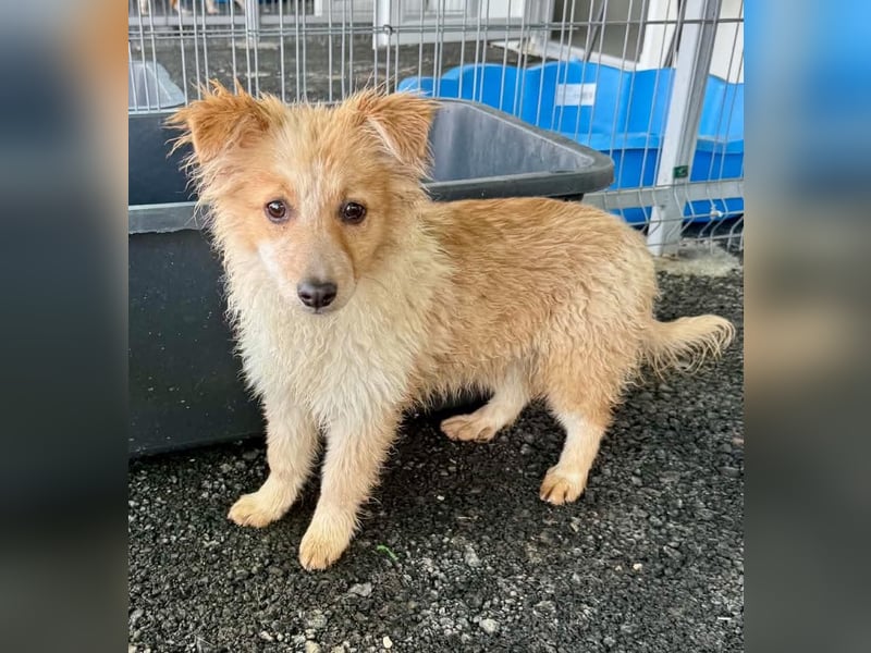 Lani – kleines Hundekind auf der Suche nach Geborgenheit