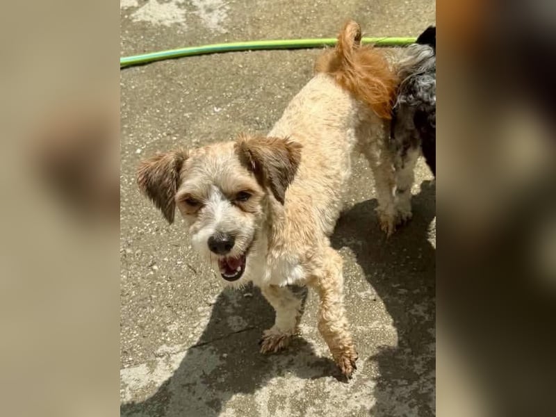 Carino – kleiner Herzenshund sucht seine Menschen