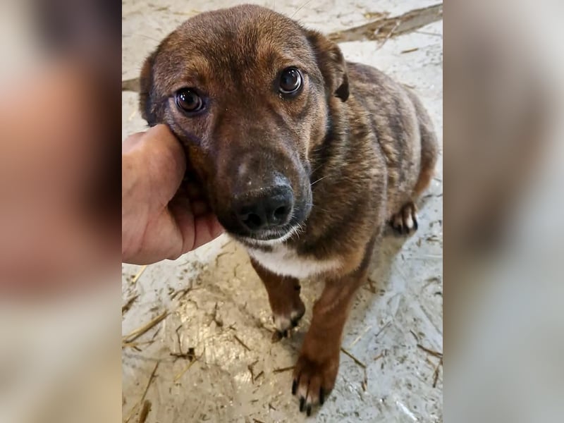 Dankbare, super sanfte Meg