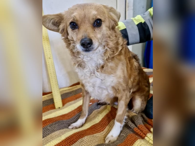 Liebe, kleine Schmusemaus Maya