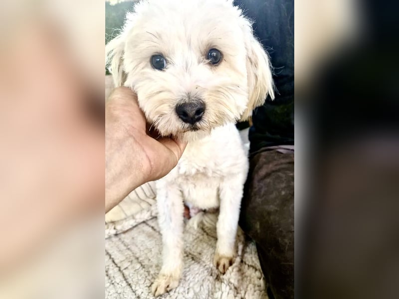 Snoopy – kleiner Gute-Laune-Hund sucht sein Glück