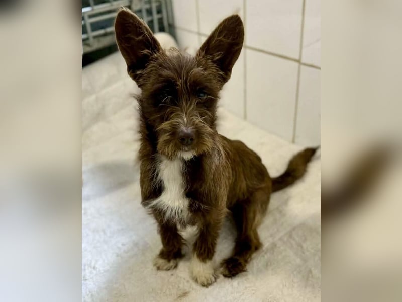 Schokomäuschen PENNY…