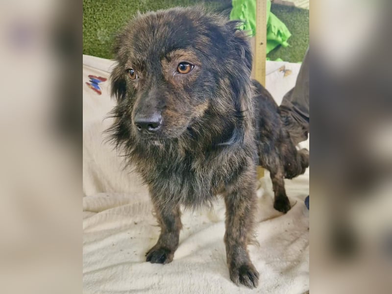 Eddie – kleine verletzte Seele sucht Menschen mit Herz und Geduld
