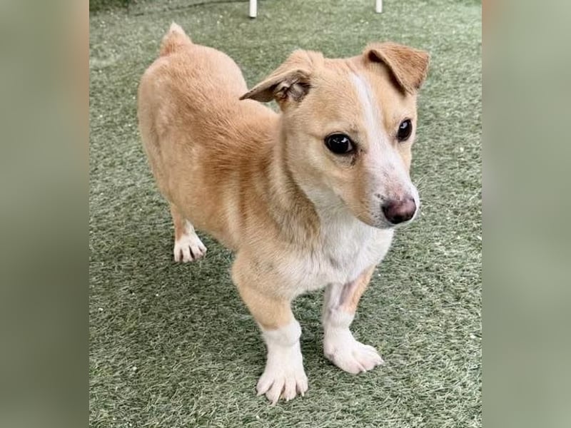 Kuschelhund Chester braucht seine Menschen