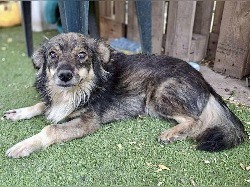 Ilay – junger, menschenbezogener Rüde sucht liebevolles Zuhause