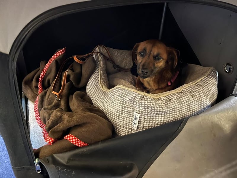 Kleine Allrounderin Nika sucht Familienanschluss